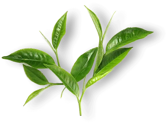 Charming Tea